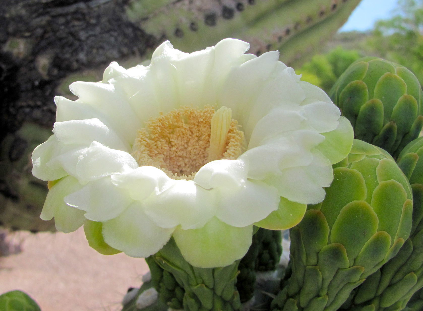 Brilliant bloom